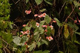 Image result for Begonia meyeri-johannis