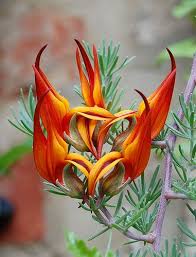 Lotus Berthelotii Amazing Flowers Strange Flowers Beautiful Flowers