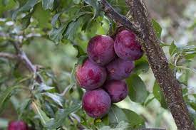 Plum Trees Beautiful Fruits Plum Tree Fruit Tree Garden