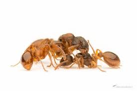 They are unlike any other type. Myrmica Rubra Antwiki