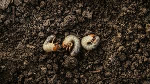 How to get grubs out of your garden. Garden Grubs How To Slay The Nasty Worms In Your Yard