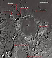 Image result for Craterostigma newtonii