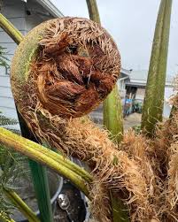 Image result for Cyphia brachyandra