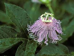Passiflora incarnata in particular is even used theraputically. Passiflora Incarnata Maypop Native Plants Of North America