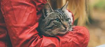 Our pet hospital is a warm and welcoming place for the care of. Our Hospital Highlands Animal Hospital