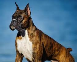20 Dog Breeds With The Strongest Bite Force And How Its