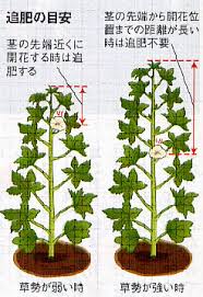 オクラが肥料不足 肥料過多 のぶさんの野菜の時間ですよ