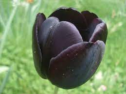 Check spelling or type a new query. Futaba Black Tulip Flower Seed 10 Pcs Amazon In Garden Outdoors
