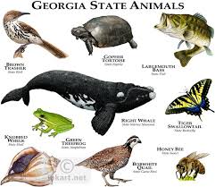 Birds Native To Georgia Usa Complete List Of What Is The State Animal Of Georgia Health Care For As Description From Pocketsymphony Com I Searched Animal Posters Extinct Animals Animals