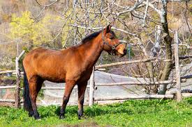 We did not find results for: 6 Types Of Horse Fencing Which Is The Best One Pros Cons Pet Keen