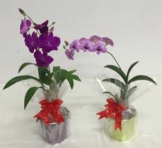 orchid grower