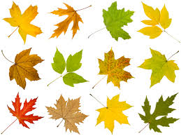 how to identify maple tree varieties lovetoknow