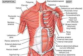 We did not find results for: Human Musculature Muscleheadon The Health Cafe Nagpur