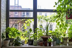 how to grow your own windowsill garden