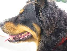 Pin On Pet Health