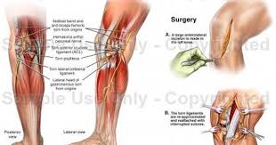 Pin On Anatomy