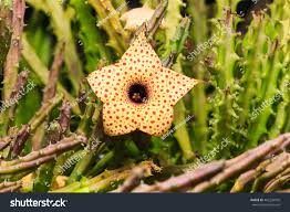 Image result for Huernia hislopii