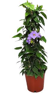 Image result for Thunbergia stelligera