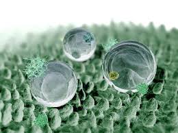 すごい自然のショールーム きれいな水玉つくります 水をはじく 汚れない ハスの葉