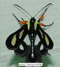 It is a fast, darting flyer and dazzles the eye when it flutters around flowers. Eight Spotted Forester Alypia Octomaculata Fabricius 1775 Butterflies And Moths Of North America