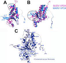 Infection prevention and control in health care for preparedness and response to outbreaks background. Crystal Structure Of Marburg Virus Vp24 Journal Of Virology