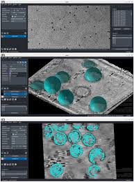 An image processing pipeline for electron cryo‐tomography in RELION‐5
