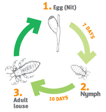 Image result for lice life cycle