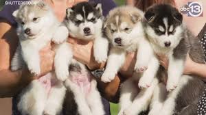 Helping counter the pet overpopulation crisis in houston that leaves millions of animals without homes and proper care each year. Harris County Pets Announces Free Adoption Days In August Abc13 Houston