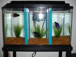 Best tankmates for betta fish. Housing 3 Male Betta Fish In 1 Ten Gallon Tank 3 Steps Instructables