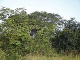 Image result for Commiphora fulvotomentosa