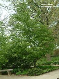 Image result for Aeollanthus subintegrus