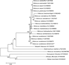 Image result for Hibiscus mastersianus