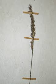 Image result for Agrostis continuata