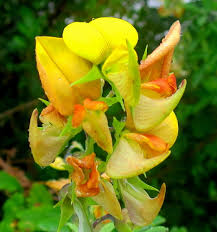Image result for Crotalaria capensis