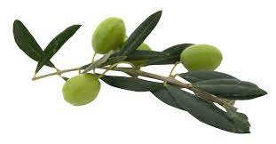 Olive With Leaves Olive Image Plant Leaves