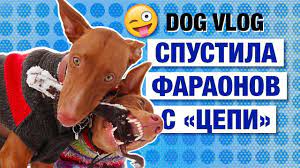 progulka s sobakami bez povodka dog vlog sobaki porody sobak borzye