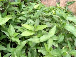 Image result for Commelina subulata