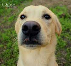 Visit our adoption center to find a dog or cat in nyc, or use our shelter finder tool to locate adoptable pets near you. 32 Alaska Dogs Need Homes Too Ideas Alaska Dog Dogs Alaska