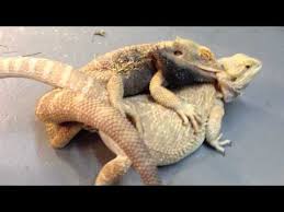 Pin On Bearded Dragon