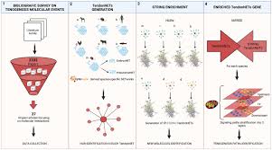 Frontiers | Mammal comparative tendon biology: advances in regulatory  mechanisms through a computational modeling
