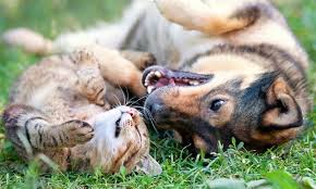Kedi Ve Kopeklerde Kene Ve Cozum Yollari Vetbilgi