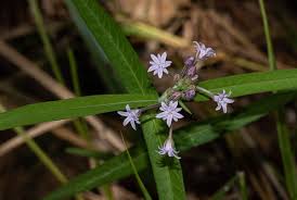 Image result for Margaretta rosea