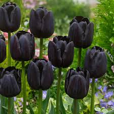 Check spelling or type a new query. Black Tulip Trades Sdn Bhd