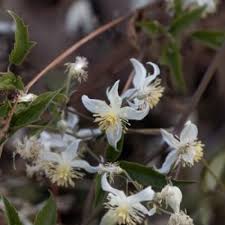 Image result for Clematis brachiata
