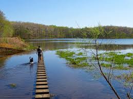 The calf kept wanting to cross the road. Hiking Land Between The Lakes Kentucky 33andfree