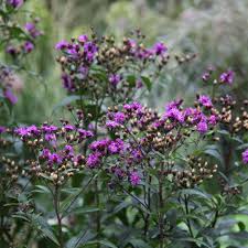 Image result for Vernonia glabra
