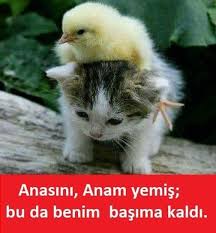 Komik Paylasimlar Cute Kittens Hayvan Basliklari Komik