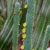 Image result for Euphorbia dawei