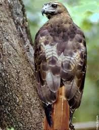 Birds Of Prey Playing Near Me Red Tailed Hawk Birds Of Prey Red Tailed Hawk Pet Birds