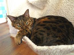 Find cats and kittens for sale, near you and across australia. Can Bengal Cats Travel To Australia Petrelocation